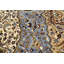Tapis bleu Indo Kerman