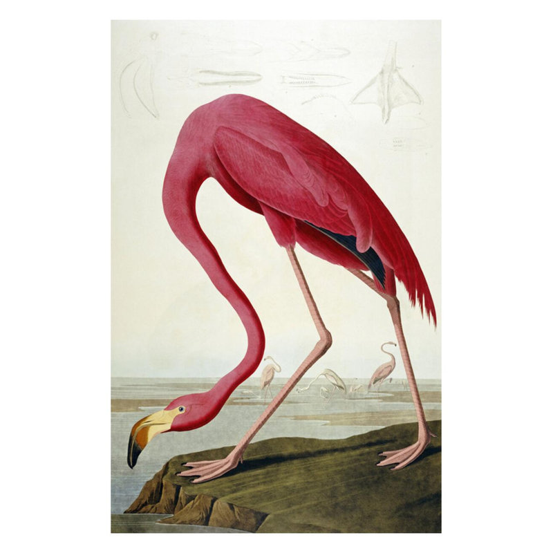 «American Flamingo» par John James Audubon - estampe numérique, H 28 po x l 22 po
