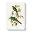 Colourful Parakeets by Elizabeth Gould - Wrapped Canvas-55370643