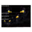 «The Hypnotist of the Night», reproduction de photo sur toile-29604803