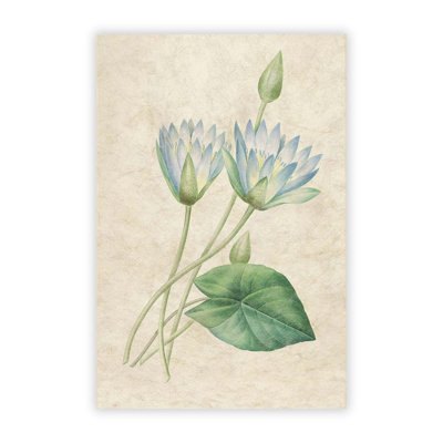 Egyptian Lotus Flowers by Pierre Joseph Redoute - Frameless Print