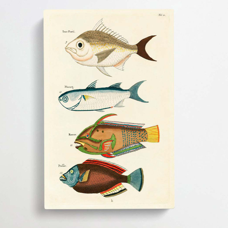 East Indies Fish Illustrations Fol. 2 by Louis Renard - Wrapped Canvas, 76cm H x 50cm W x 3cm D