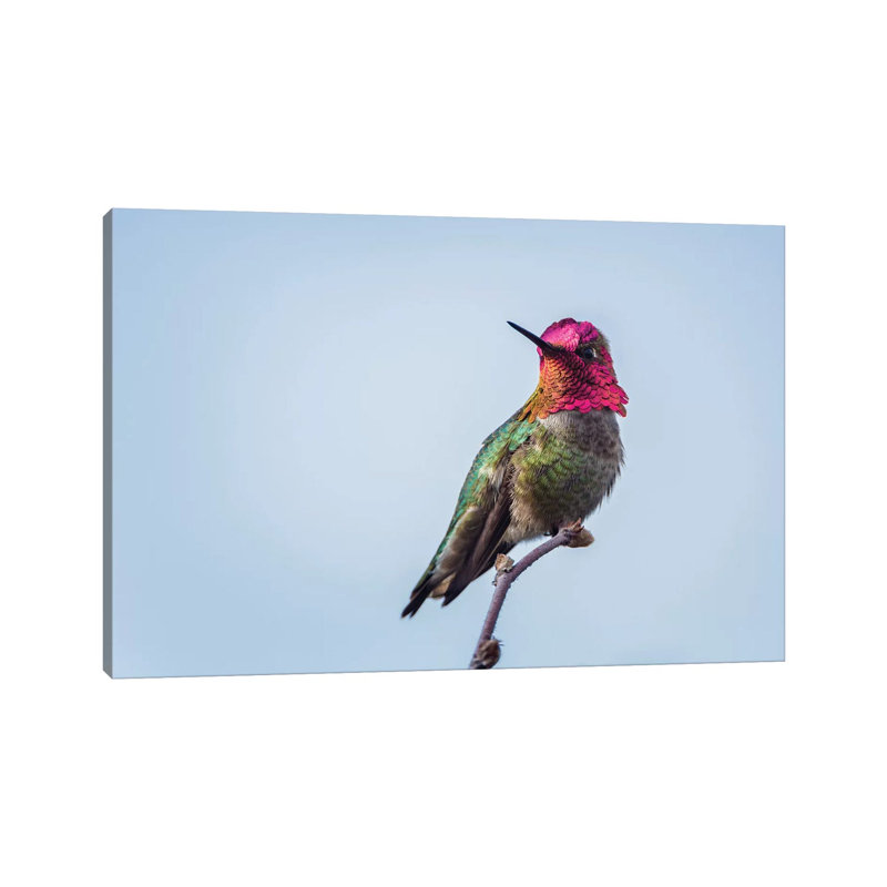 USA. Washington State. Male Anna's Hummingbird Flashes His Iridescent Gorget. by Gary Luhm - Wrapped Canvas Print