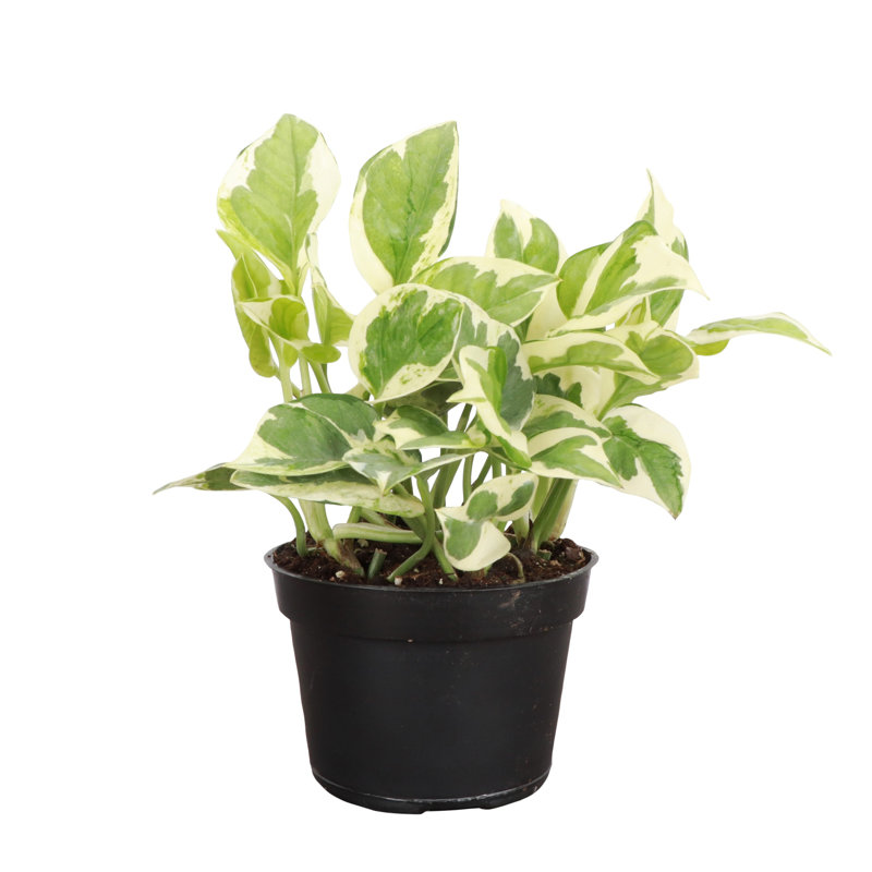 Live Pearls and Jade Pothos Plant