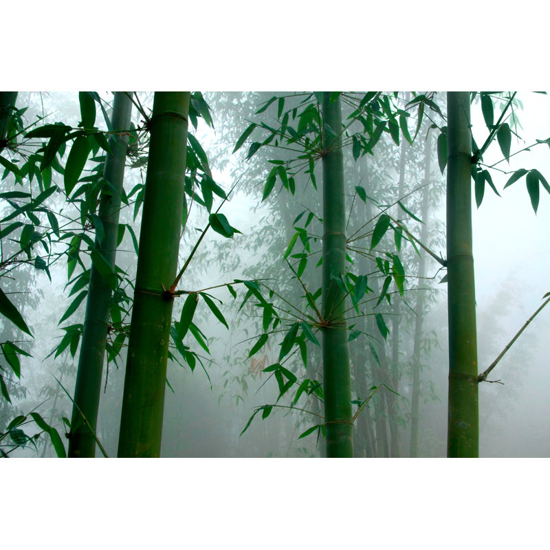 Elsene Green Bamboo by Langdu - Wrapped Canvas Print, 61cm H x 91cm W 3.8cm D