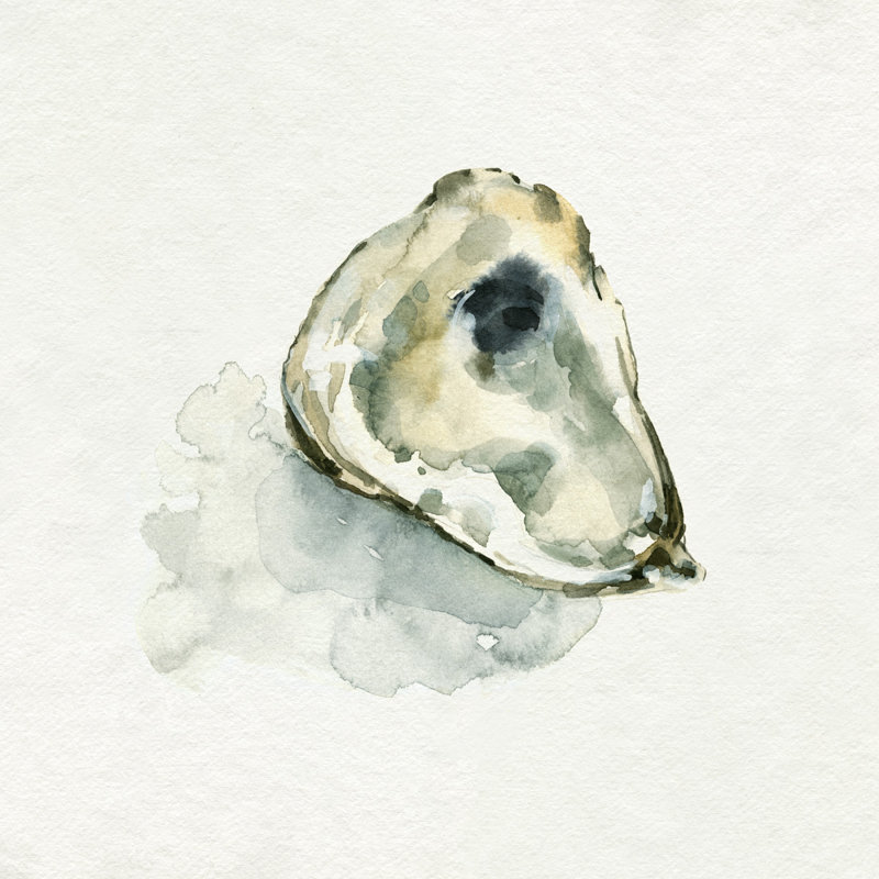 Old Salt Shell II by Emma Caroline - Wrapped Canvas Painting, 30cm H x 30cm W x 3.8cm D