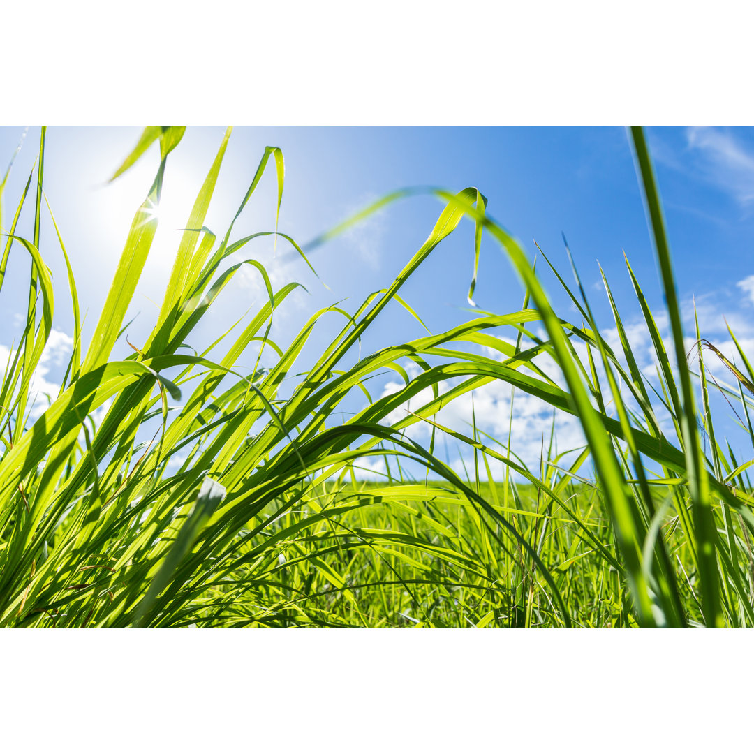 Leinwandbild Wheatgrass Field