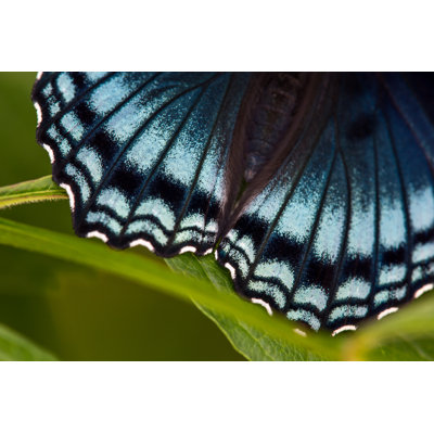 Roydon Butterfly Wing - Wrapped Canvas Print