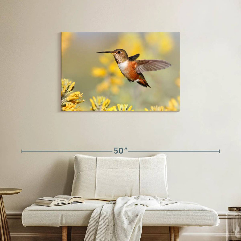 Brampt Allen's Hummingbird