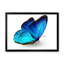 «Vibrant Blue Butterfly», reproduction sur toile-59710616-59710621