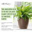 Classico Pot Planter-16493101-72790335