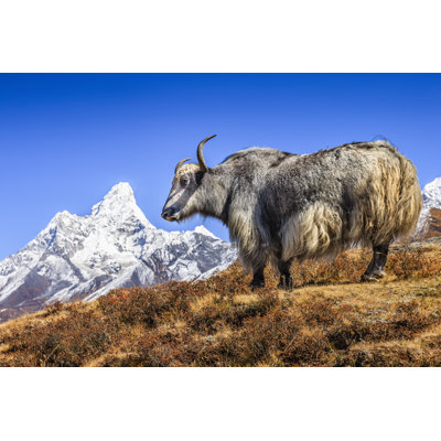 Yak On The Trail by Hadynyah - Wrapped Canvas Print