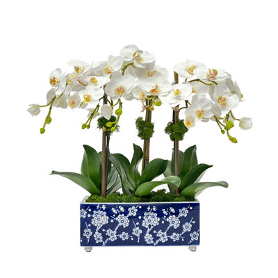 Lily Of The Valley In A Pot