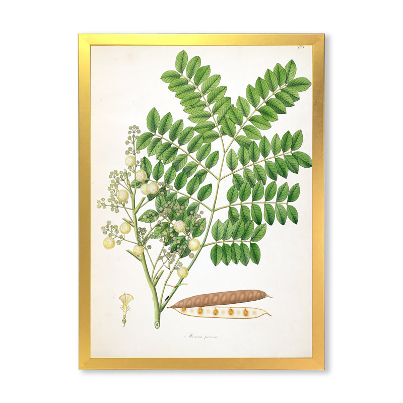 Vintage Botanicals VII - peinture sur toile, H 32 po x l 16 po x P 1 po, Cadre doré