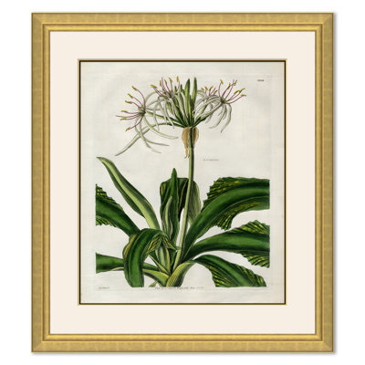 Curtis Floral Studies Giclee Print