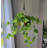 Buisson suspendu en marbre Real Touch Pothos-2029096736