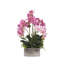 Orchid in Pot