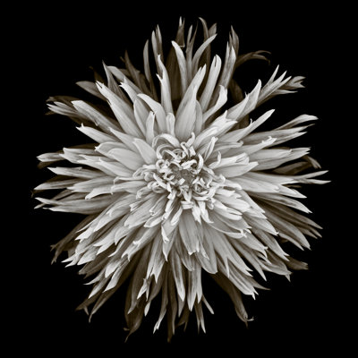 Monochrome Dahlia - Wrapped Canvas Print
