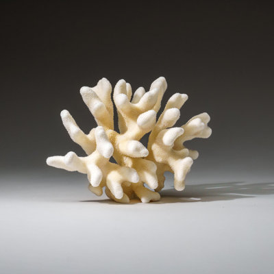 Genuine White Cat's Paw Coral (1 Lb)