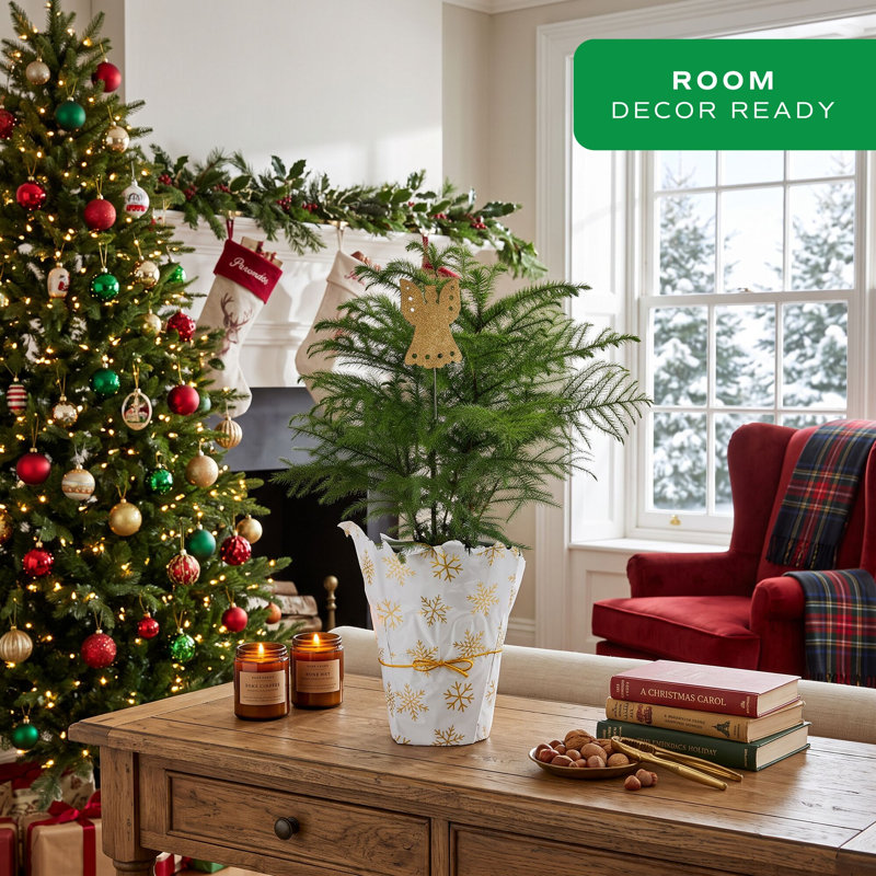 18' H Green Fresh Cut Pine Christmas Tree