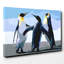 Modern picture- Wall Art-19091361