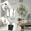 Plant-1480629305