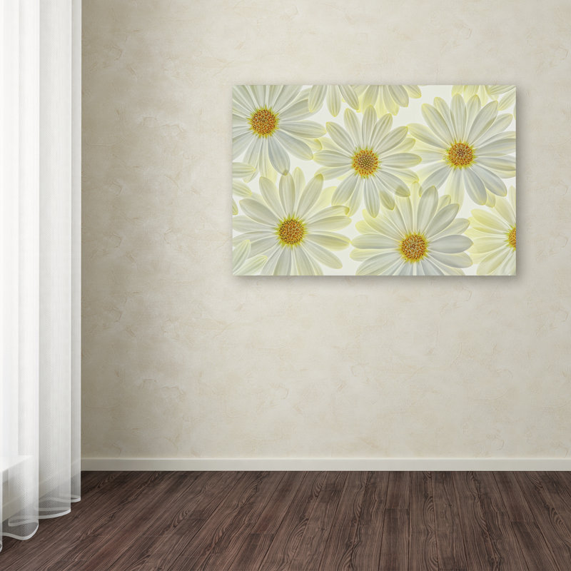 'Daisy Flowers' Photographic Print on Wrapped Canvas, 12" H x 19" W x 2" D