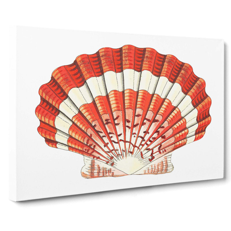 Scallop Shell by George Shaw - Wrapped Canvas, 40cm H x 60cm W x 3cm D