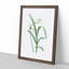 Peruvian Daffodil Flower by Pierre-Joseph Redoute - Picture Frame Painting Print-55583090-55583094
