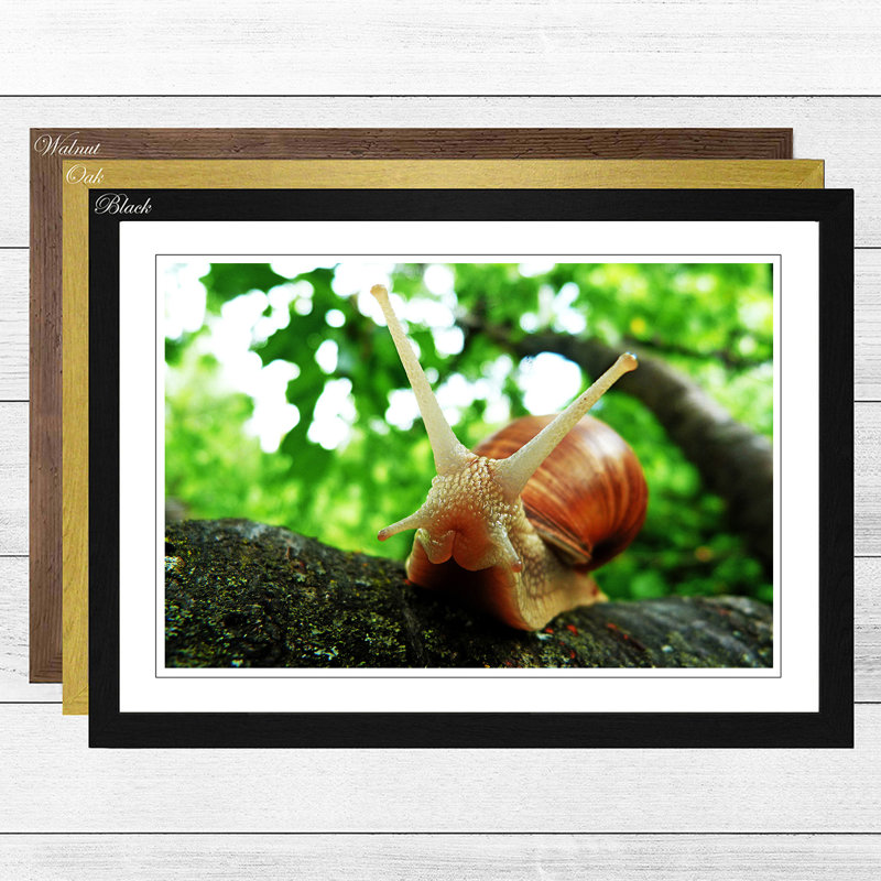 Snail Framed Photographic - Framed Print, Black