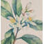Coussin décoratif Floral
