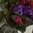 Arrangement in Planter