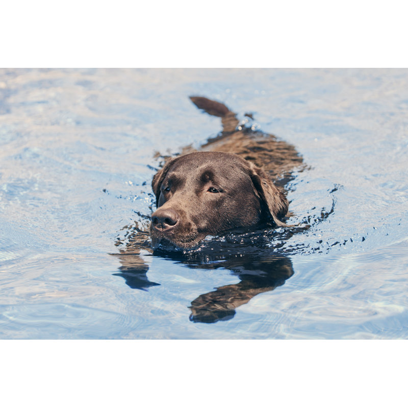 Chocolate Labrador Swimming by Jmpaget - Wrapped Canvas Print, 30cm H x 46cm W x 3.8cm D