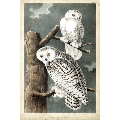 Audubons Harfang des neiges