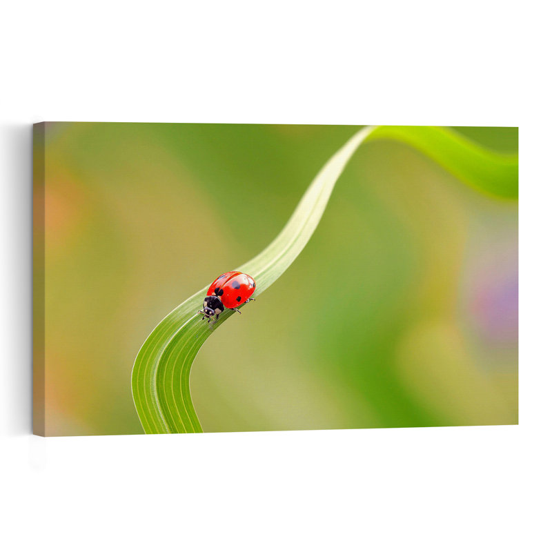 Graceful Ladybug Curve Delicate Serene Vibrant Ladybug Nature Spring Wall Art Print by Thierry Dufour - Print