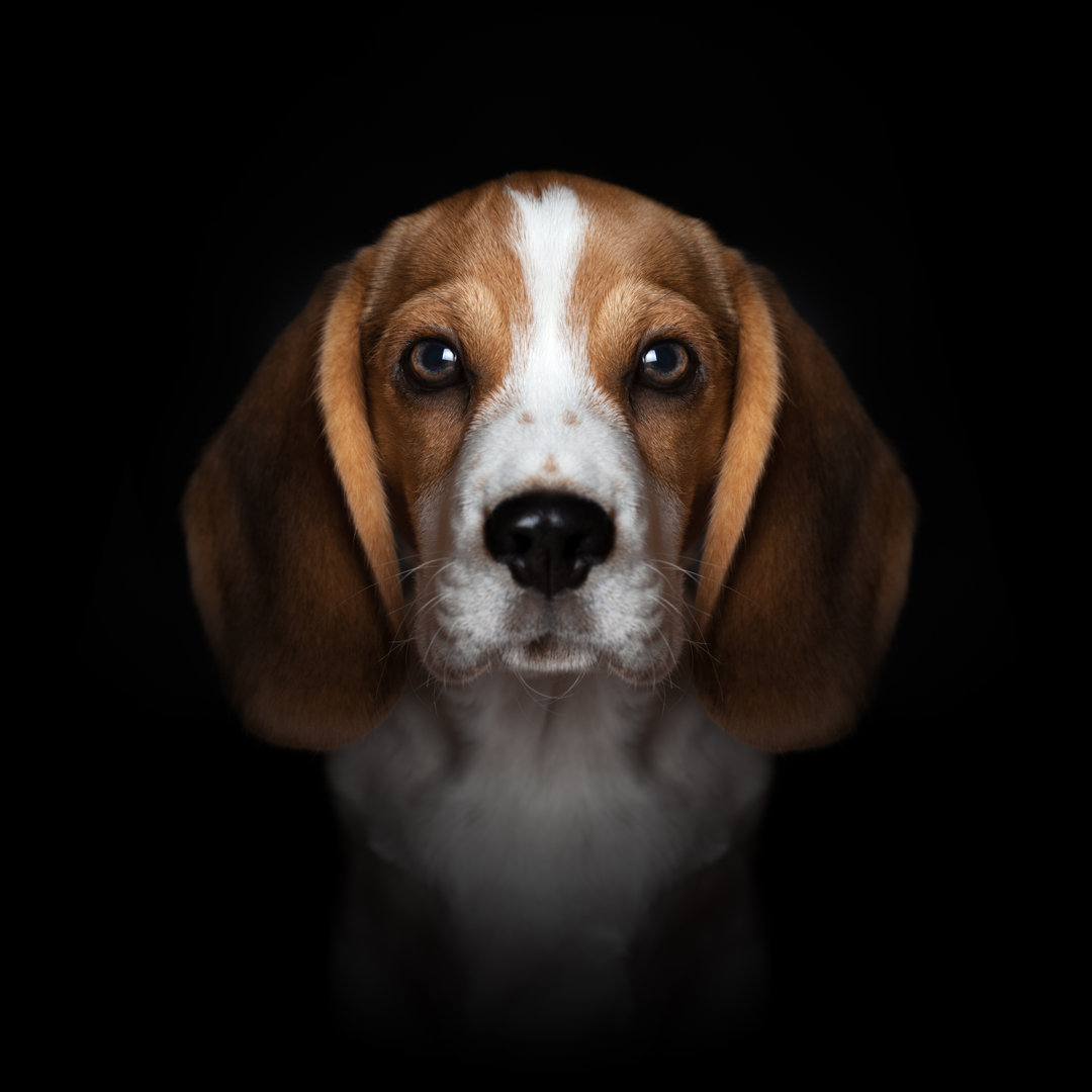 Beagle-Welpe von Sankai - Drucken