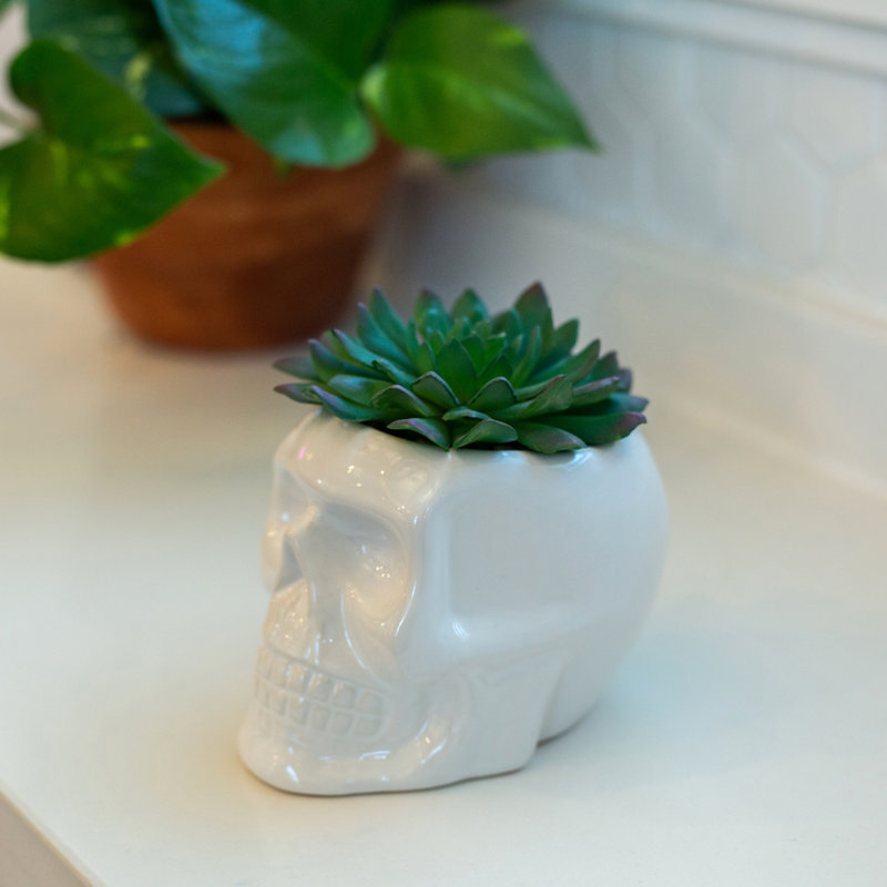 Plante succulent de bureau en pot, Blanc