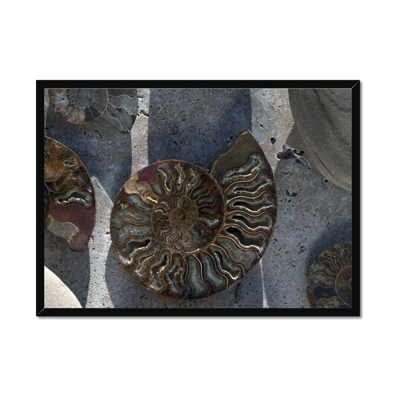 Gifts Of The Shore XVI by Elena Ray - Print, Black Framed Paper Print, 55cm H x 80cm W