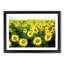 Yellow Sunflower Meadow - Picture Frame Painting Print-55613799-55613808