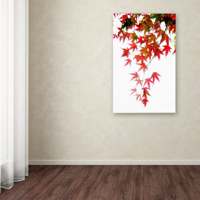 Japanese Maple Leaves by Kurt Shaffer - Photograph on Canvas