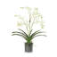 Orchid Arrangement In Glass Vase-1795696236