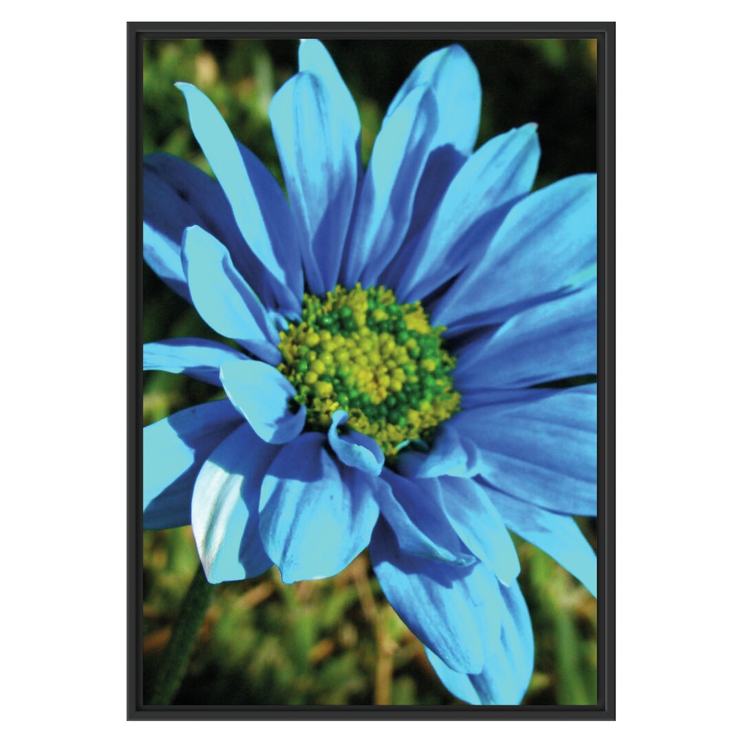 Gerahmtes Wandbild schöne blaue Blüte