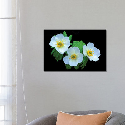 American Globe Flower by Brian Wolf - Wrapped Canvas Print