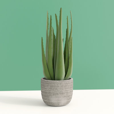 Keomi 47cm Succulent in Ceramic Pot