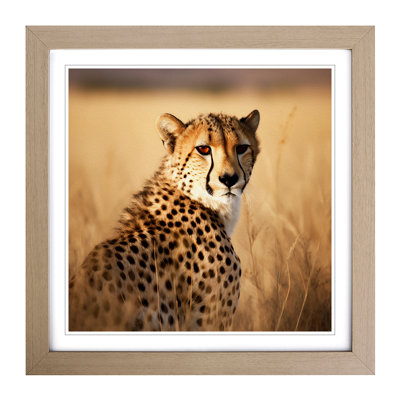 Cheetah Photograph - Framed Print