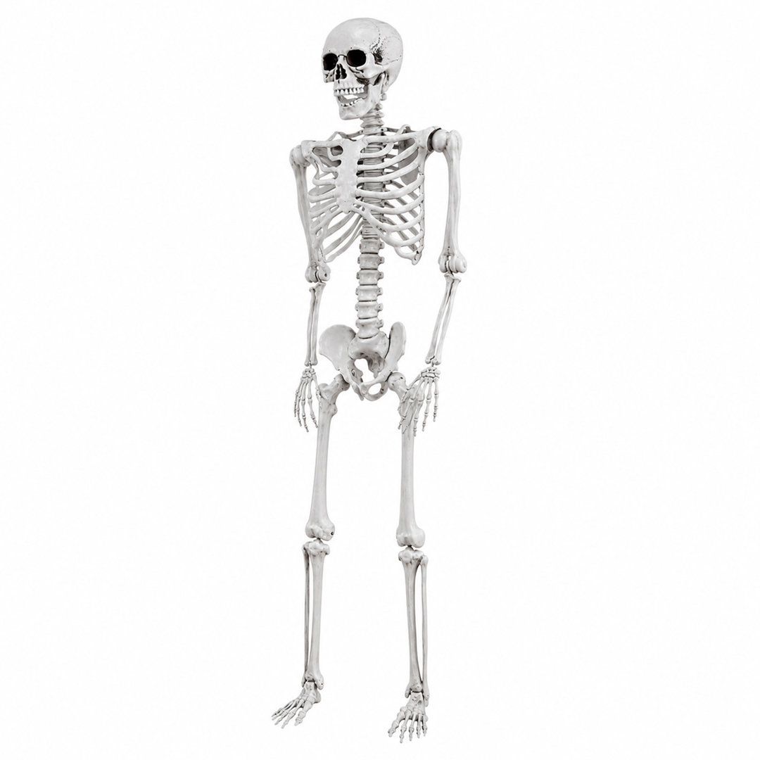 Yezi Halloween Skeleton Life Size 169Cm Posable Jointed Abs Spooky Patio White, White - Image 3
