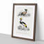 Bird Illustrations PL. 9 by Charles d Orbigny - Framed Print-55457185-55457186