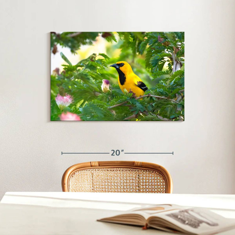 Crowle Oriole Songbirds, H 16 po x l 24 po