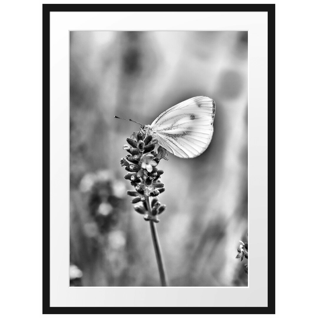 Gerahmtes Poster Schmetterling auf Lavendel