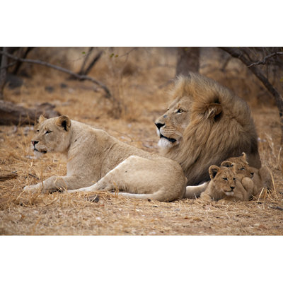 Lions (Panthera Leo) by MarieHolding - Wrapped Canvas Print